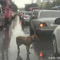 狗狗在車流中不斷地追尋著汽車，車主好奇靠近一看潸然淚下