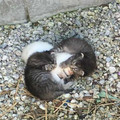 小奶貓緊緊「抱著同伴」不想牠死去，被人收養後，卻因為這個「特殊的保姆」牠再次活過來了！