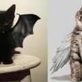 你看過背上長翅膀的貓咪嗎？又稱「天使貓」的牠們，其實有個悲傷的秘密...