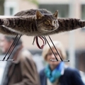 變成殘疾卻得到了飛翔的能力！這11隻特殊的貓咪，看完會讓你驚呼：「超神奇！」