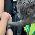 主人開車載重病老貓咪要去安樂死，路上貓咪輕輕握住了主人的手