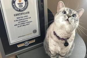 一隻貓憑借耍賤賣萌打破了世界紀錄，看完之後不得不服，讓你路人轉粉絲！
