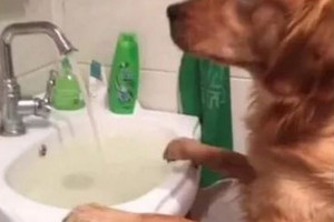 網友家的狗狗每次吃飯之前都要去趟廁所 主人看到之後大笑不止