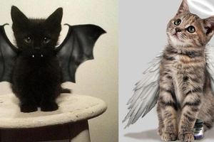 你看過背上長翅膀的貓咪嗎？又稱「天使貓」的牠們，其實有個悲傷的秘密...