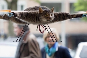 變成殘疾卻得到了飛翔的能力！這11隻特殊的貓咪，看完會讓你驚呼：「超神奇！」