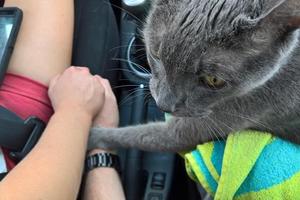 主人開車載重病老貓咪要去安樂死，路上貓咪輕輕握住了主人的手