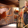 「殺人蟹」蟹腿最長可達4米，在日本沿海殺害約20人！牠們是受到「這個」影響，發生急劇異變的！