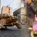 東京「烏仙人」偕巨龜慢步，汽車司機紛紛駐足拍照！