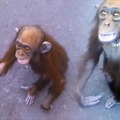 街頭驚見小黑猩猩討食，牠頸上的項圈揭開了其「可憐身世」，讓人感覺心疼！