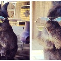 【有人多事幫這隻「兔子戴上墨鏡」，結果竟引爆一場空前絕後 Photoshop 大戰！】