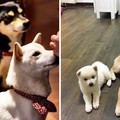 「一次集滿3色柴犬」你受得了嗎？網友以為會天下大亂...主人卻po出「滿滿萌日常」XD