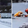 消防員「零下十度救落水狗」卻被網友抨「浪費納稅錢」！他不後悔霸氣回：牠也是個生命！
