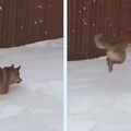 是雪啊啊啊！柴柴見雪超興奮「子彈式彈跳」，起跳「瞬間飛超高」網友狂重播：羚羊魂上身？