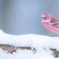 萬白中一點粉！雪地裡拍到日本罕見粉紅「玫瑰鳥」，見一眼「戀愛運飆升100倍」...太可愛～