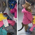 衣服塞不下啦～萌萌豹貓盯著「滿滿洗衣機」發呆，下一秒轉頭對奴才抱怨：吼你買太多了啦！
