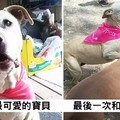 主人記錄下「愛犬安樂死前」最後一天！發誓要「給牠最棒的回憶」...網友眼淚潰堤QQ