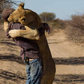 「人獅情誼」超感人！當這頭獅子見到救命恩人時，牠都會「這樣做」！