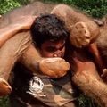 印度受困小象太過虛弱無法行走，他冒著被大象攻擊的危險，堅持扛牠回到象媽媽身邊讓人讚歎！