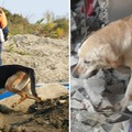 搜救犬「光腳踩破碎磚瓦」民眾好擔心，日本搜救犬協會解釋：「不穿鞋救災是有原因的…」