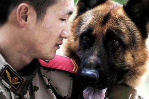 警犬不捨與自己朝夕相處的武警退伍離開，牠做出的「這個舉動」讓大家都淚崩了！