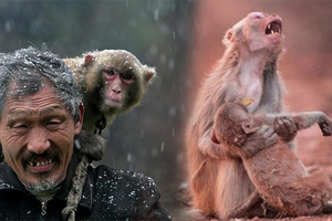 乞丐與猴子相依為命！乞丐去世後，猴子竟「這樣做」來報答主人的恩情，讓大家淚流滿面！