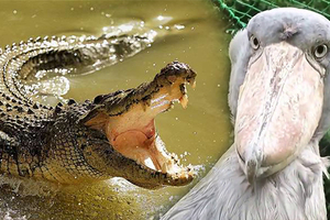 這隻「大頭鳥」是全球稀有鳥類之一，有著呆萌外表的牠竟然是鱷魚的唯一天敵！？