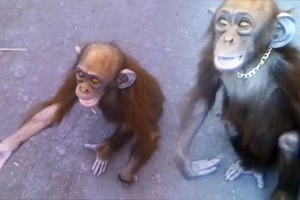 街頭驚見小黑猩猩討食，牠頸上的項圈揭開了其「可憐身世」，讓人感覺心疼！