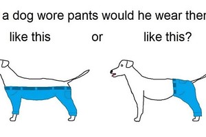 「狗究竟應該如何穿褲子？」創作者拋出嚴肅問題，竟讓全球網友吵翻天啦！