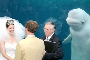 這隻「白鯨出席一對新人婚禮」，搞笑畫面居然挑起一大波「網路 PS 高手大戰」！