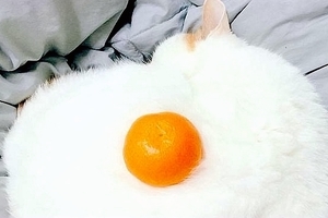 網友上傳一枚《外形可疑的雞蛋》結果居然引發一場「超爆笑 Photoshop 大作戰」！