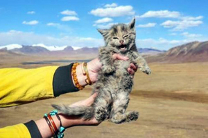 網友在海拔5000公尺西藏高原撿到「謎樣生物」，獸醫淡定冷回的答案網友們笑翻！