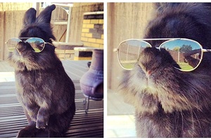 【有人多事幫這隻「兔子戴上墨鏡」，結果竟引爆一場空前絕後 Photoshop 大戰！】