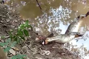 鱷魚咬電鰻卻遭「放電」，結果悲劇發生了！