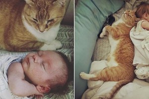 接手棄貓「一養就是15年」，如今孩子出生橘喵「幫照顧報恩」：葛格會好好保護你～