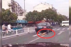 惡主人「把金金綁在車後」跟著跑！重傷獲救後還「對著主人傻笑」...網友超心疼！