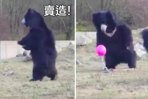 球球等我啦～粉紅氣球意外掉進「大黑熊的窩」，熊熊「少女心爆發」小碎步扭屁股狂追XD