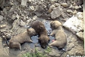 狗寶寶「陷進焦油堆」哭到燒聲，志工好心救援「花3天才洗掉」...現在的樣子太可愛！