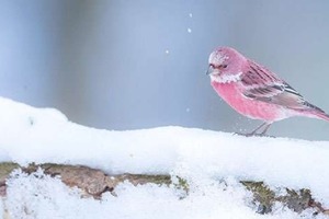 萬白中一點粉！雪地裡拍到日本罕見粉紅「玫瑰鳥」，見一眼「戀愛運飆升100倍」...太可愛～