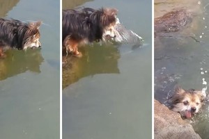 不要太崇拜偶！汪汪在水邊「埋伏等抓魚」準備大展身手，當魚跳上來時卻GG了...