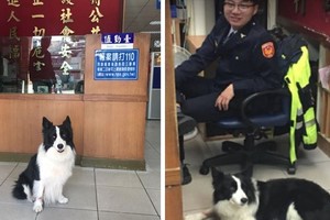 叔叔我走丟了！超聰明邊牧「警局報到找主人」，當自己家「還揪警察玩球」網笑：這隻很會XD