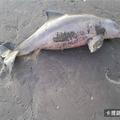 這隻海豚誤闖海灘後，竟被搶著拍照的遊客們活活玩死！更過分的是他們竟然還「這麼做」....讓人不敢相信！