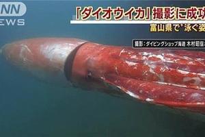 史前巨物！身長4米的巨型烏賊在日本海港巡遊，形似潛艇嚇呆眾人！