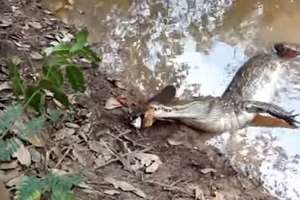 這隻「鱷魚」打算一口咬死「電鰻」...沒想到幾秒後悲劇發生！這畫面實在太驚悚了！