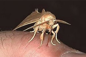 如果你看到這隻蛾在你身上的話…請放下所有東西然後趕快逃命吧！