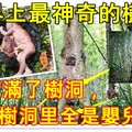 世界上最神奇的樹：樹上挖滿了樹洞，樹洞里全是嬰兒屍體