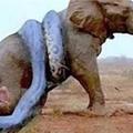 真正的蛇吞象！世界最大蟒蛇長達12米，輕鬆吞下大象！(視頻)