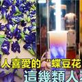 深受臺灣人追捧的「蝶豆花」，這幾種人不要喝，太損害身體，只是你一直不知道！