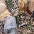 狗媽媽頭卡塑膠瓶3天仍守護狗寶寶，只為不讓牠們挨餓