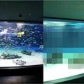 日本水族館關水槽換氣系統竟忘記重開，遊客觀賞見「1235隻魚暴斃」超傻眼！ 