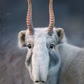 攝影師花2年時間踏遍全球拍攝瀕危動物，若不快拍「動物遺照」以後就拍不到了！
